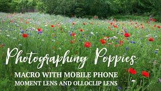 MACRO Photography in a Poppy Field | with Moment Macro Lens & Olloclip Macro Lens for Smartphone