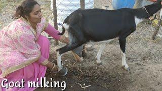 New Interesting Video of Goat | Goat milking by hand | how to milk goat | Funny goat milking