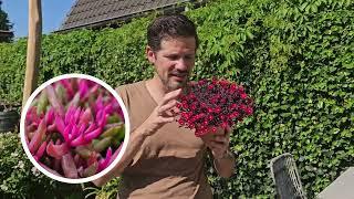 First red-leaved Delosperma series: Delosperma Desert Dancers