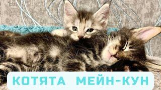 Котята Мейн-Кун 1,5 месяца.