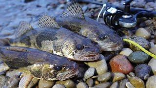 OH River Sauger fishing from the bank, Winter fishing tips!