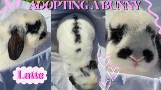 GETTING A BUNNY VLOG! preparing for and bringing home my new rabbit 2023! meet Latte 