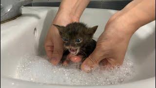 First time bathing a kitten