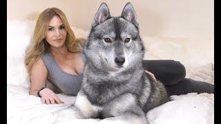 HOUSE WOLF - THE SHOW SIBERIAN HUSKY DOG -  Destructive or Calm Pet?