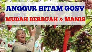 ANGGUR GOSV MUDAH BERBUAH & MANIS