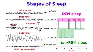 The Biopsychology of Sleeping and Dreaming