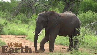 WildEarth - Sunset - 21 January 2021