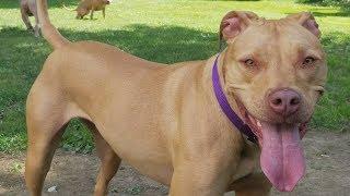 Meet Mady, Rescued Pit Bull Maced by Mailman & taken from owners