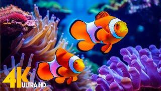 Aquarium 4K VIDEO (ULTRA HD)  Beautiful Coral Reef Fish - Relaxing Sleep Meditation Music #24