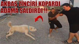 BU AKBAŞ ÇOBAN KÖPEKLERİ ÇOK SERT ! ( GERÇEKTEN ) SİNSİ VE SALDIRGAN KÖPEKLER @yunusbicenakbass