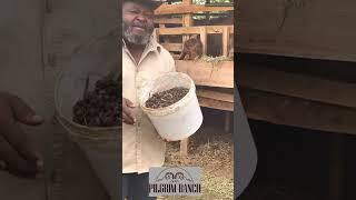 Benefits of Goat Manure (Part 1) by Dr John Abraham Godson