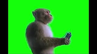 Monkey Listening to Music - Green Screen