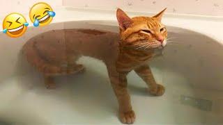 New Funny Animals 2024  Funniest Cats and Dogs  Part 25