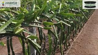 Pet agriculture wire for ultra high density farming of dragon fruits