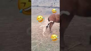 dog trying to fuck horse