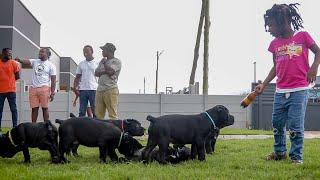 Cane Corso puppies meet their new owners for the first time at Primo Paws Puppy Day Out