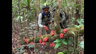 Tasting wild fruits at Bokor Mountain | Mardy Sean Official