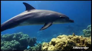 Snorkeling And Mask | The Curious Case Of Dolphin Bay | Best Moments