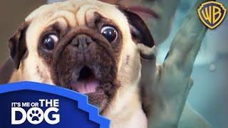 Pug Rules the House With Fear! | Warner Bros. TV