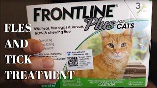 To Buy Or Not To Buy: FRONTLINE Plus For Cats and Kittens Flea and Tick Treatment | Product Review