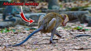 OMG!!__________ What happens with this abandoned monkey??? SHE walks with her hands