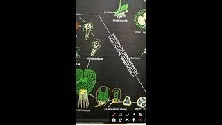 Adiantum - Lifecycle|| pteridophyte