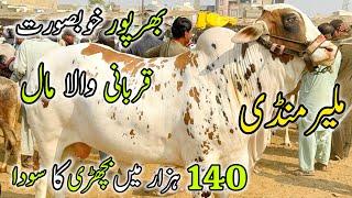 Malir Mandi Karachi Cattle Rates Update | 14 January 2025 |  Cow Mandi 2025