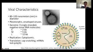 Analyzing Bunyavirales viruses in ticks using BV-BRC