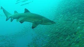 Grey Nurse Sharks, Fish Rock Cave, South West Rocks, NSW, Australia