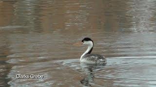 Wildlife Montage - Carburn Park