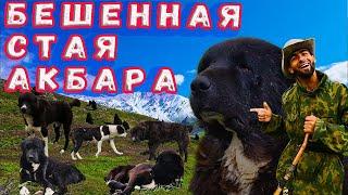 Обзор стаи Акбара Аборигенные волкодавы Таджикистана Рабочие пастушьи собаки Среднеазиатские овчарки