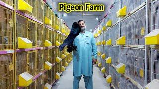 World Biggest Fancy Pigeon Setup | Fancy Kabootar Breeding Setup | Top Quality Pigeon