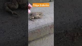 Dicke Erdkröte