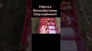 Англия сезонная работа