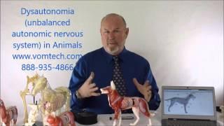 What is Dysautonomia in Animals?