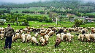 VILLAGE LIFE: Daily Routine Village life IRAN | Sheep grazing in an Iranian village