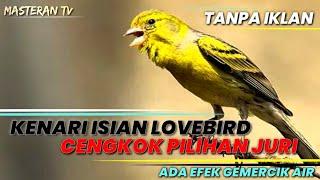 Kenari Gacor isian LOVEBIRD ngekek panjang!