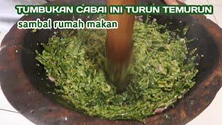 RESEP TERBARU||resep sambal ijo ala rm padang dengan cara di tumbuk porsi 3 kilo cabai