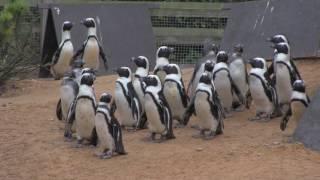 Tess Burrows's Book Launch for 'Soft Courage', at Birdworld, Oct 2016