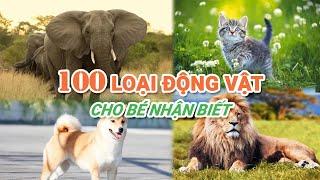 100 LOẠI ĐỘNG VẬT CHO BÉ HỌC  || Dạy bé học tên gọi và tiếng kêu của các loại động vật | 100 Animals