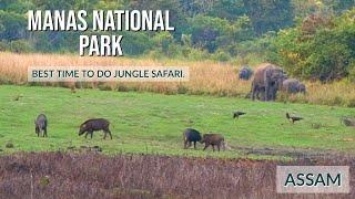 Manas National Park Wildlife Safari, Assam | Best place to stay in this tiger reserve.