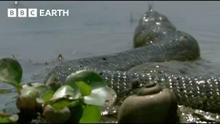 The Pantanal: The Land of Giant Animals | How Nature Works | BBC Earth