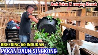 BREEDING 60 EKOR INDUKAN BETINA PAKAN FULL DAUN SINGKONG