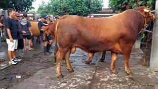 HARGA SAPI LEMON TERBARU Pasar Jetis Ponorogo