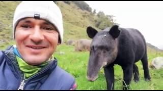 MOUNTAIN TAPIR (Tapirus pinchaque) in the Andes of Colombia