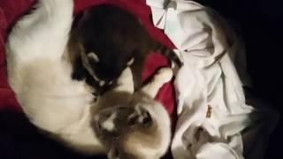 Raccoon Nursing From Cat