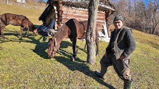 Тяжке життя у гірському селі: Продовження історії самотнього трудівника Василя