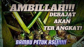 BILA MENEMUKAN BAMBU PETUK ASLI SEPERTI INI,, CEPAT LANGSUNG POTONG!!! TANDA DERAJAT AKAN TERANGKAT!