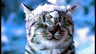 Ой летят снежинки - Новогодние песни для детей