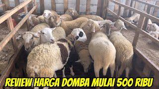 REVIEW HARGA DOMBA MURAH MULAI 500 RIBU DI WINATA FARM KEDIRI